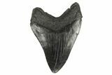 Fossil Megalodon Tooth - South Carolina #175941-2
